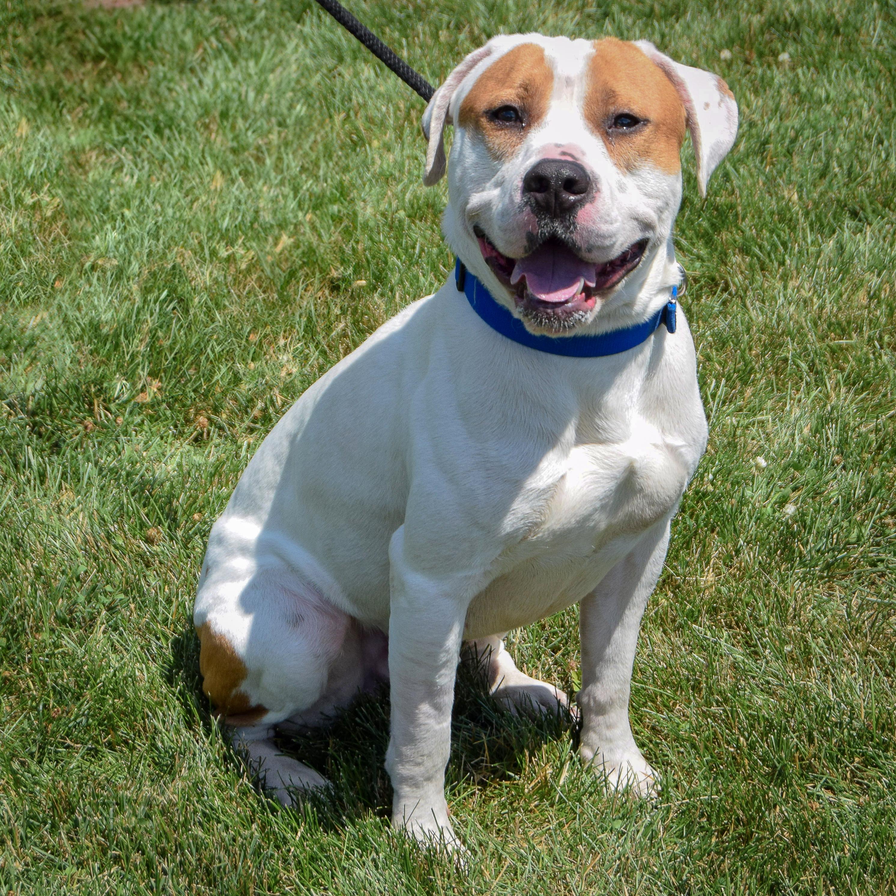 Enlarge Wiley, a Adoptable mixed breed in Huntley, IL image 4/6