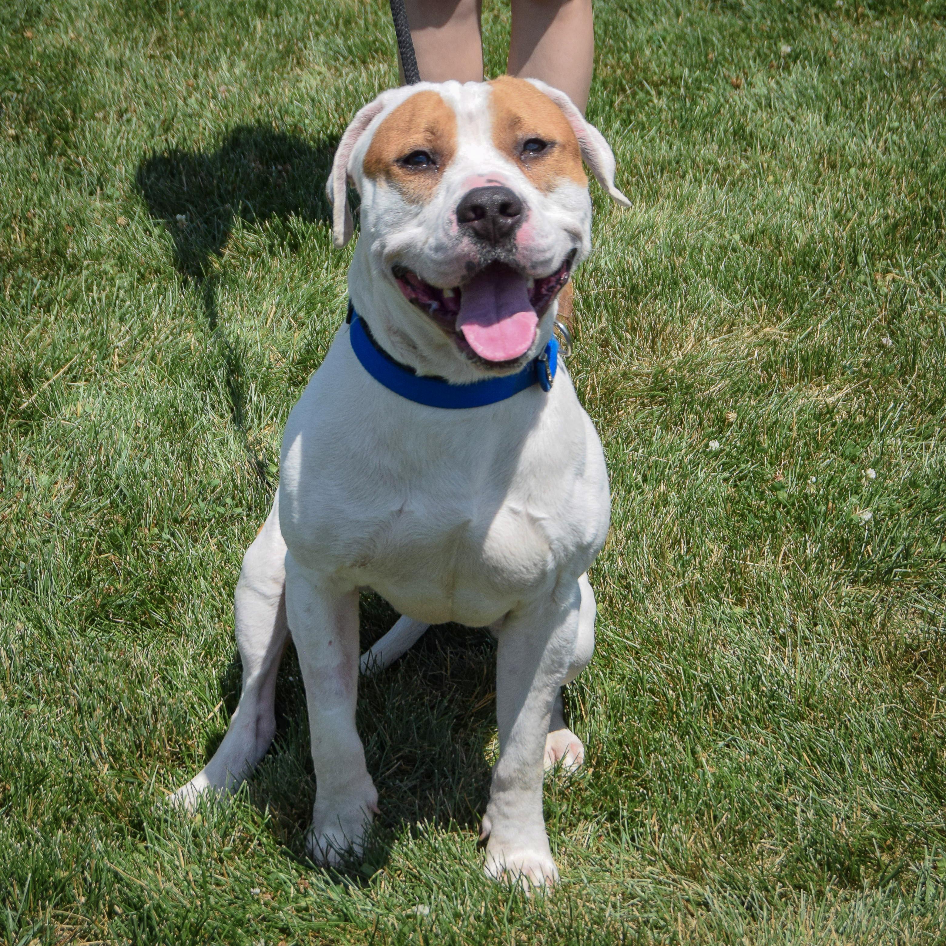 Enlarge Wiley, a Adoptable mixed breed in Huntley, IL image 3/6