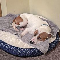 Enlarge Wiley, a Adoptable mixed breed in Huntley, IL image 6/6