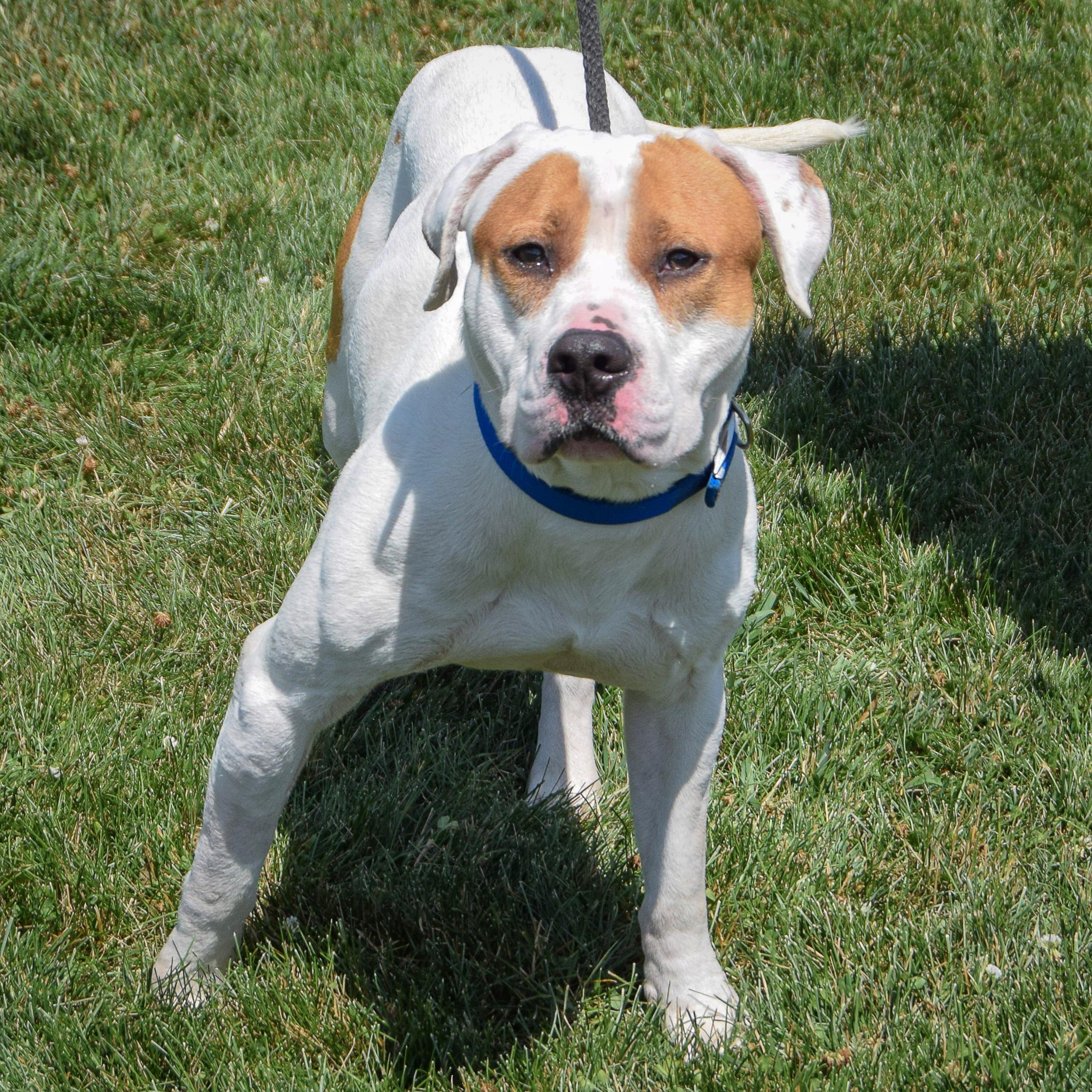 Enlarge Wiley, a Adoptable mixed breed in Huntley, IL image 5/6