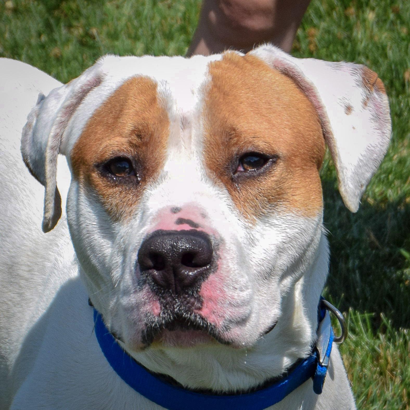 Wiley, Adoptable, Young Male American Staffordshire Terrier & American Bulldog.