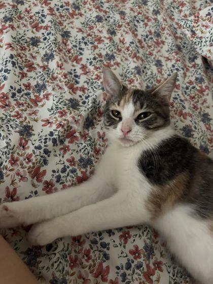 Enlarge Ms. MooMoo, a Adoptable Domestic Short Hair in Chicago, IL image 1/3