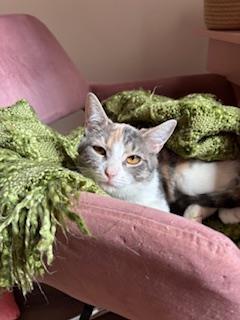 Enlarge Ms. MooMoo, a Adoptable Domestic Short Hair in Chicago, IL image 2/3