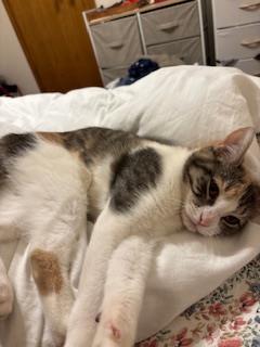 Enlarge Ms. MooMoo, a Adoptable Domestic Short Hair in Chicago, IL image 3/3