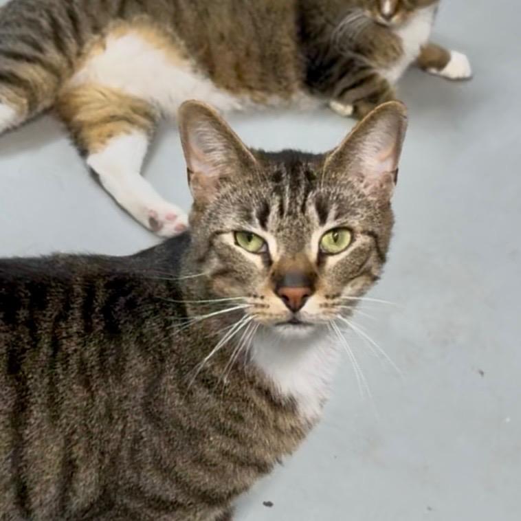 Enlarge BOXY, a Adoptable mixed breed in Battle Creek, MI image 2/6