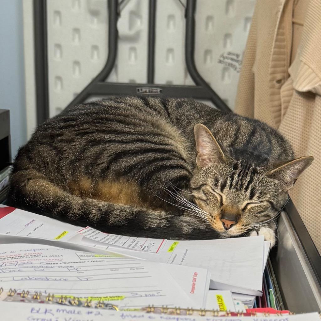 BOXY, a Adoptable mixed breed image 3/6