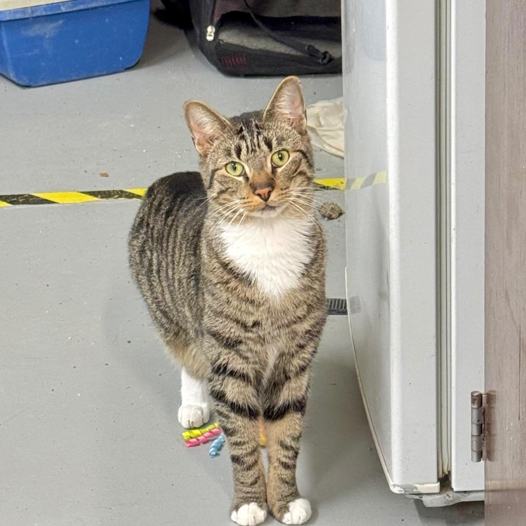 Enlarge BOXY, a Adoptable mixed breed in Battle Creek, MI image 5/6