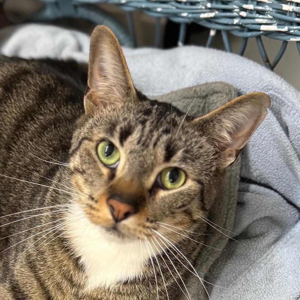 BOXY, a Adoptable mixed breed image 6/6