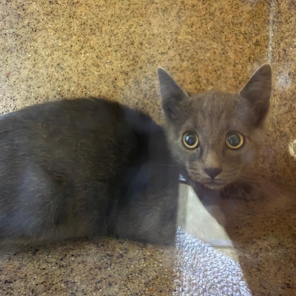 Enlarge Shell, a Adoptable Domestic Short Hair in Cheyenne, WY image 1/1