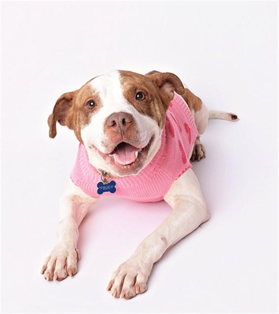 Enlarge PROF. PB, a Adoptable Pit Bull Terrier in Murfreesboro, TN image 1/1