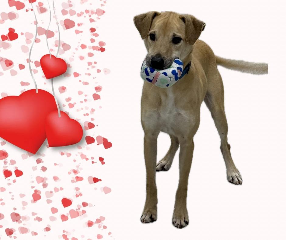 Enlarge Ringo, a Adoptable mixed breed in Albion, NY image 1/2