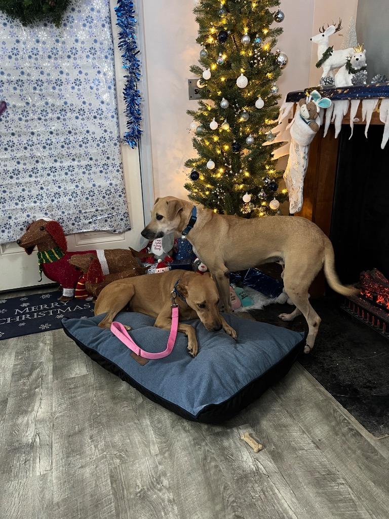 Ringo, Adoptable, Adult Male Mixed Breed.