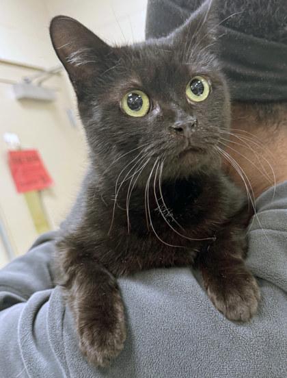 Mayflower — thumbnail 2