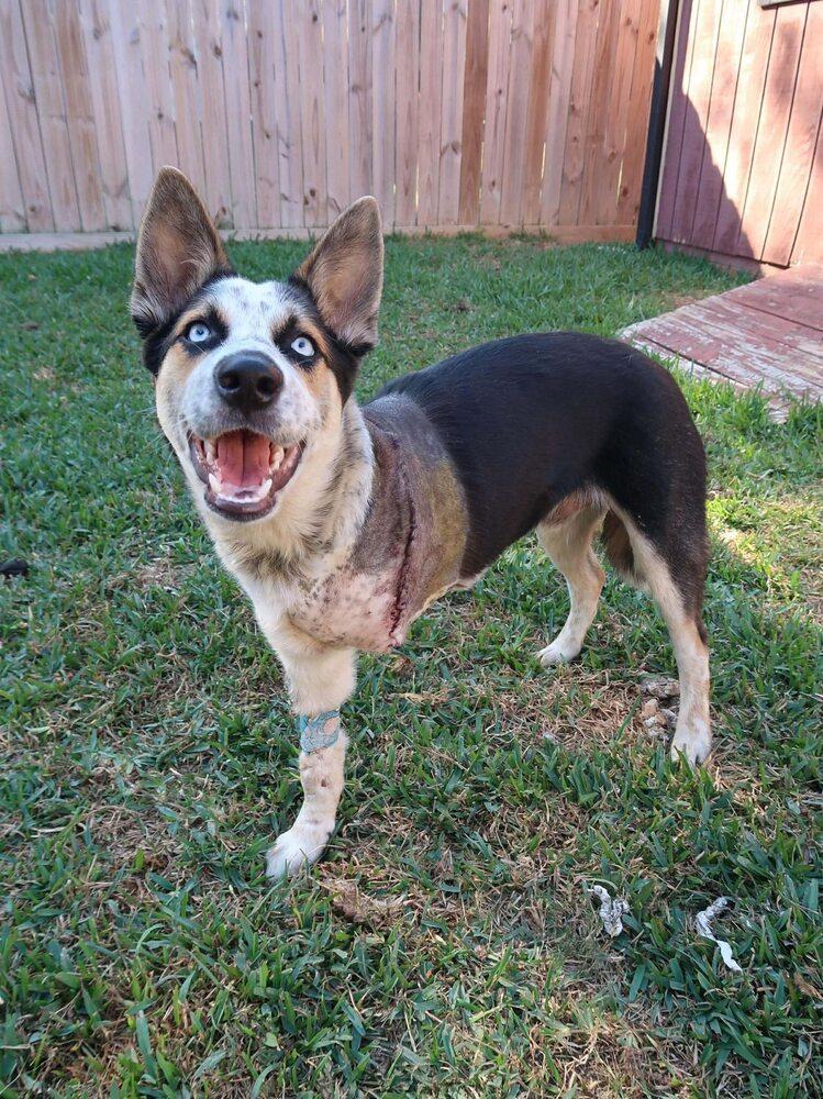 Jingle Jones, a Adoptable mixed breed in Saugus, MA image 1/6