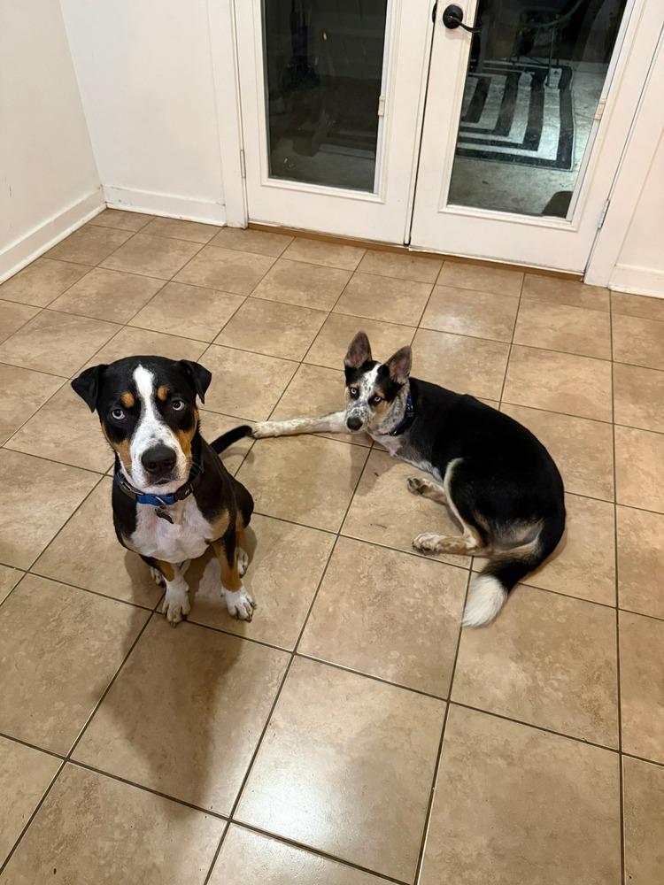 Jingle Jones, a Adoptable mixed breed in Saugus, MA image 2/6