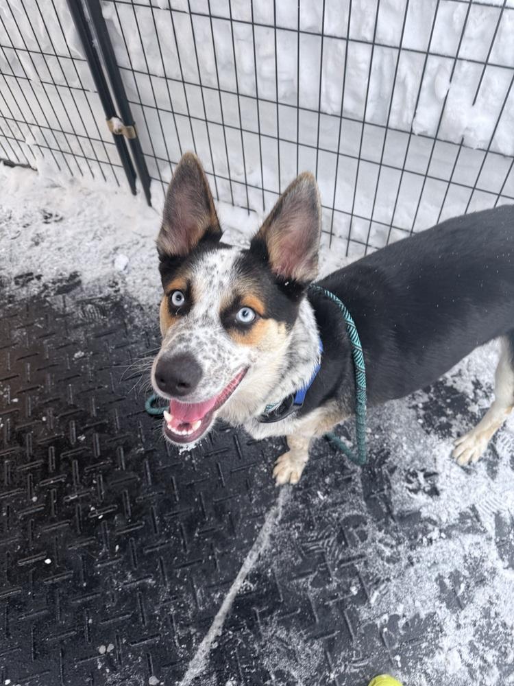 Jingle Jones, a Adoptable mixed breed in Saugus, MA image 4/6