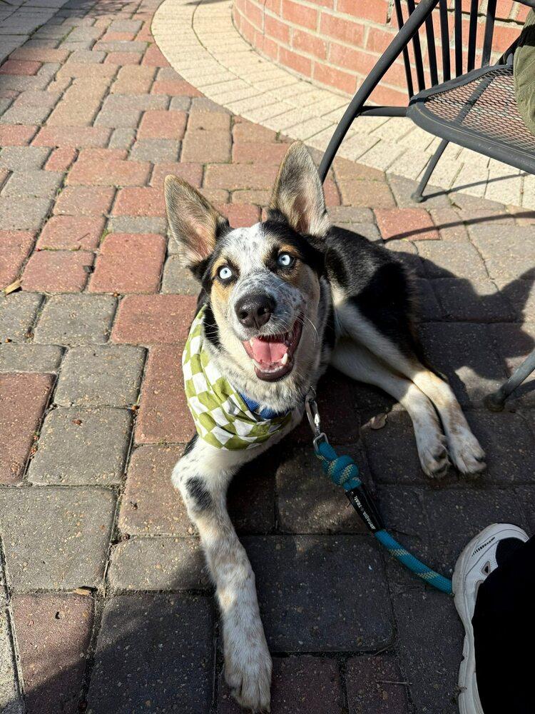 Jingle Jones, a Adoptable mixed breed in Saugus, MA image 5/6