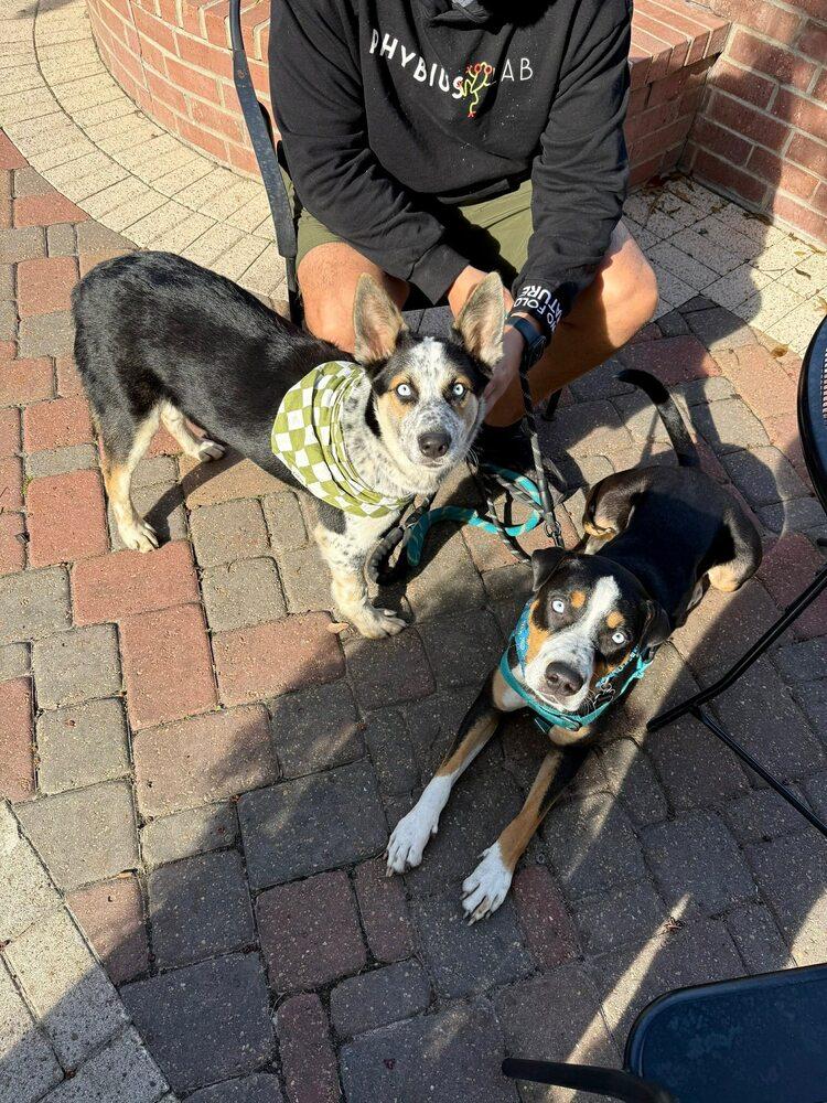 Jingle Jones, a Adoptable mixed breed in Saugus, MA image 6/6