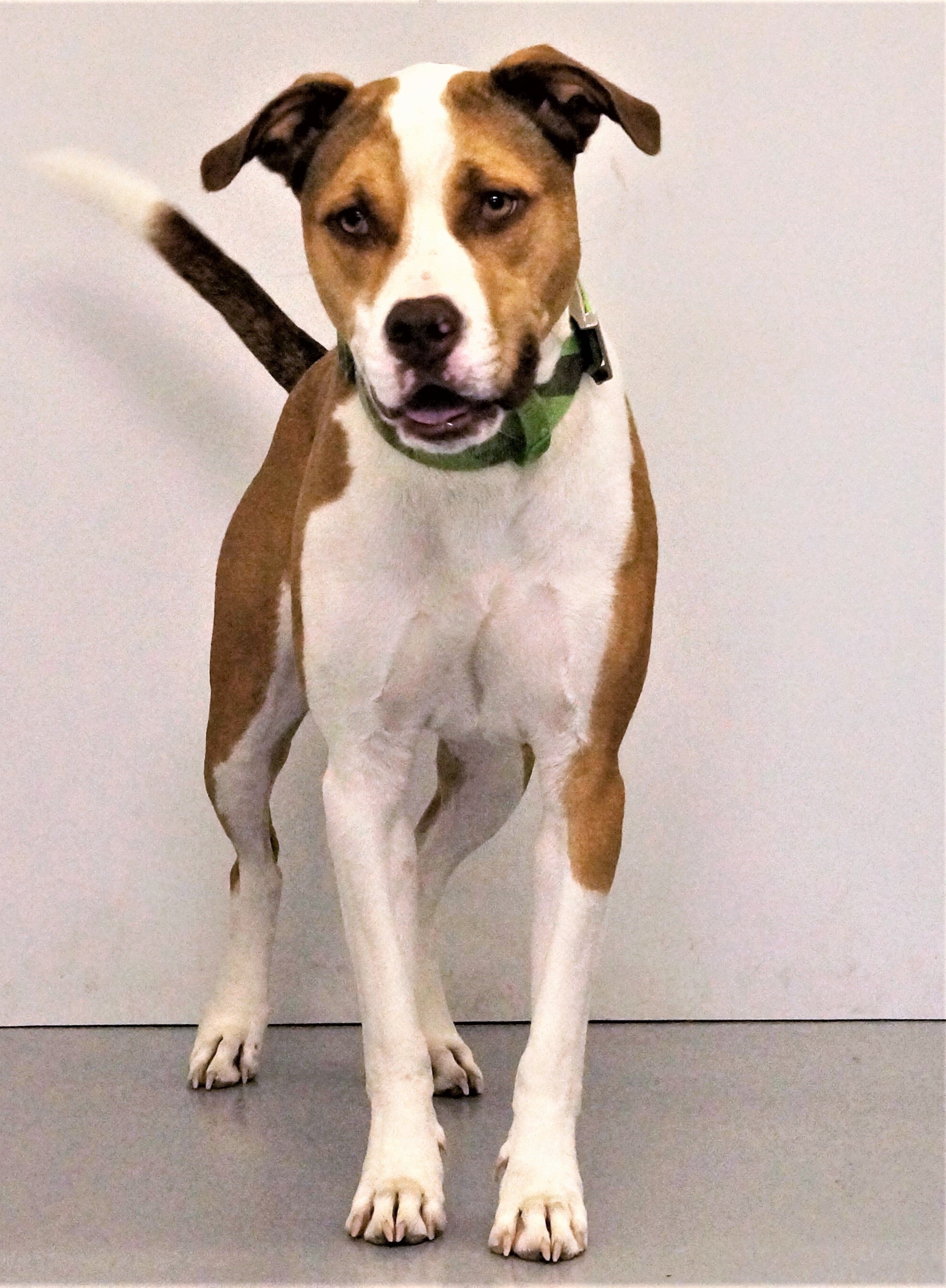 Enlarge Gracie, a Adoptable mixed breed in Aurora, NE image 2/4