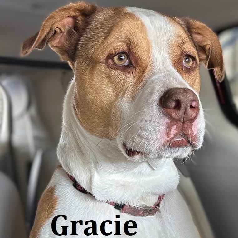 Enlarge Gracie, a Adoptable mixed breed in Aurora, NE image 1/4