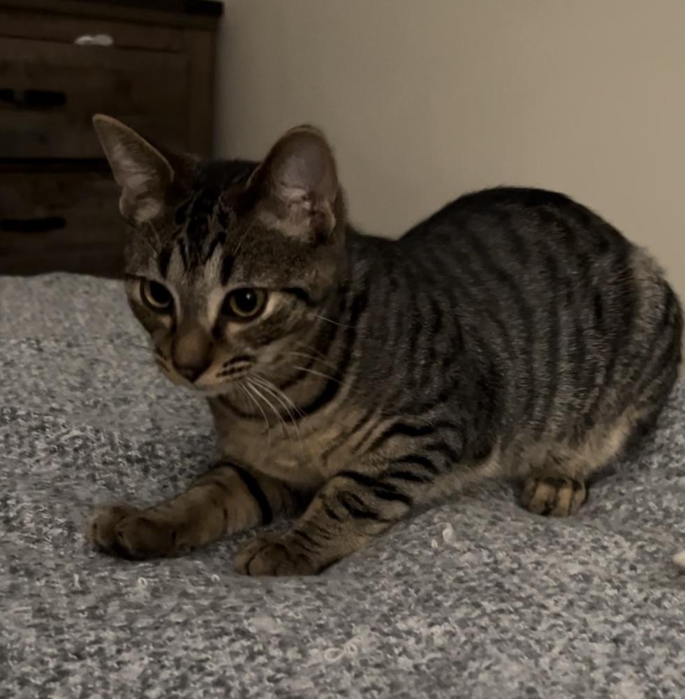 Warren, Adoptable, Adult Male Domestic Short Hair & Domestic Short Hair.