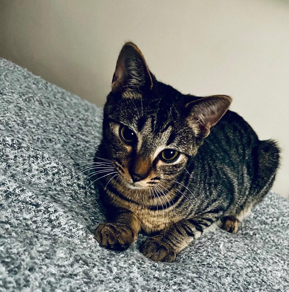 Warren, a Adoptable mixed breed in Dayton, OH image 2/6