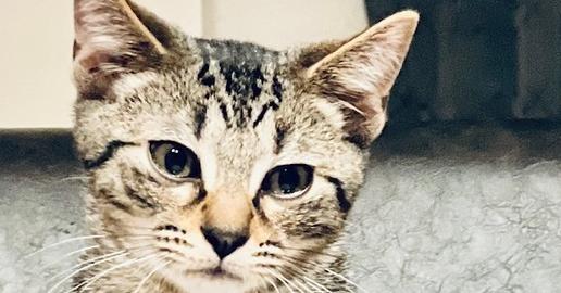 Warren, a Adoptable mixed breed in Dayton, OH image 3/6