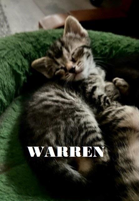 Warren, a Adoptable mixed breed in Dayton, OH image 5/6