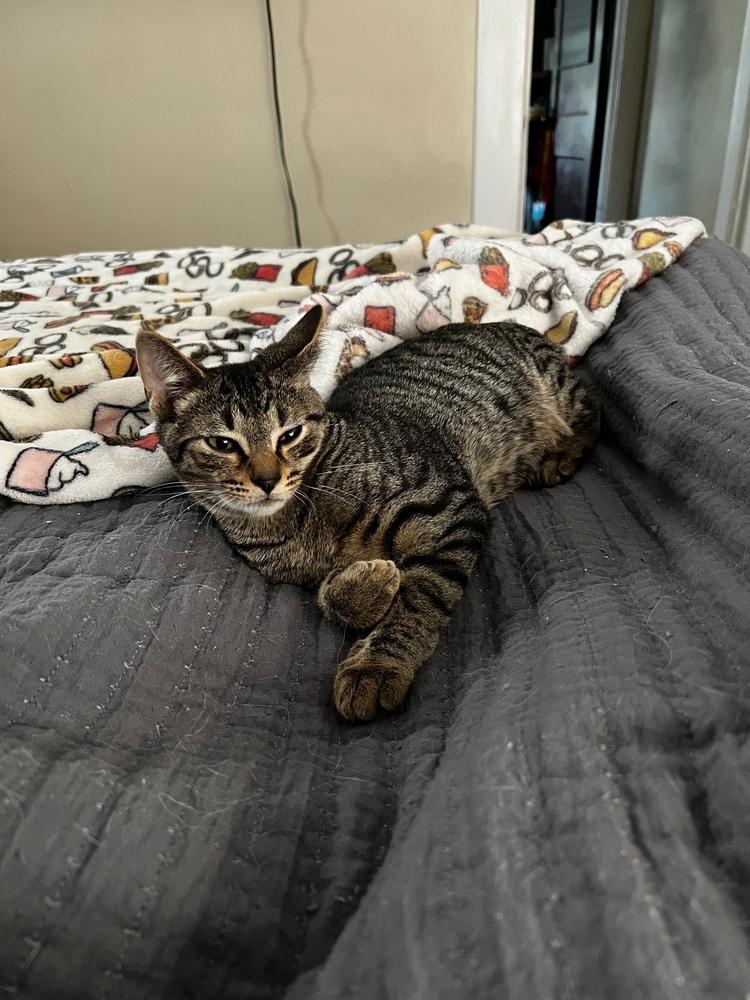 Warren, a Adoptable mixed breed in Dayton, OH image 6/6