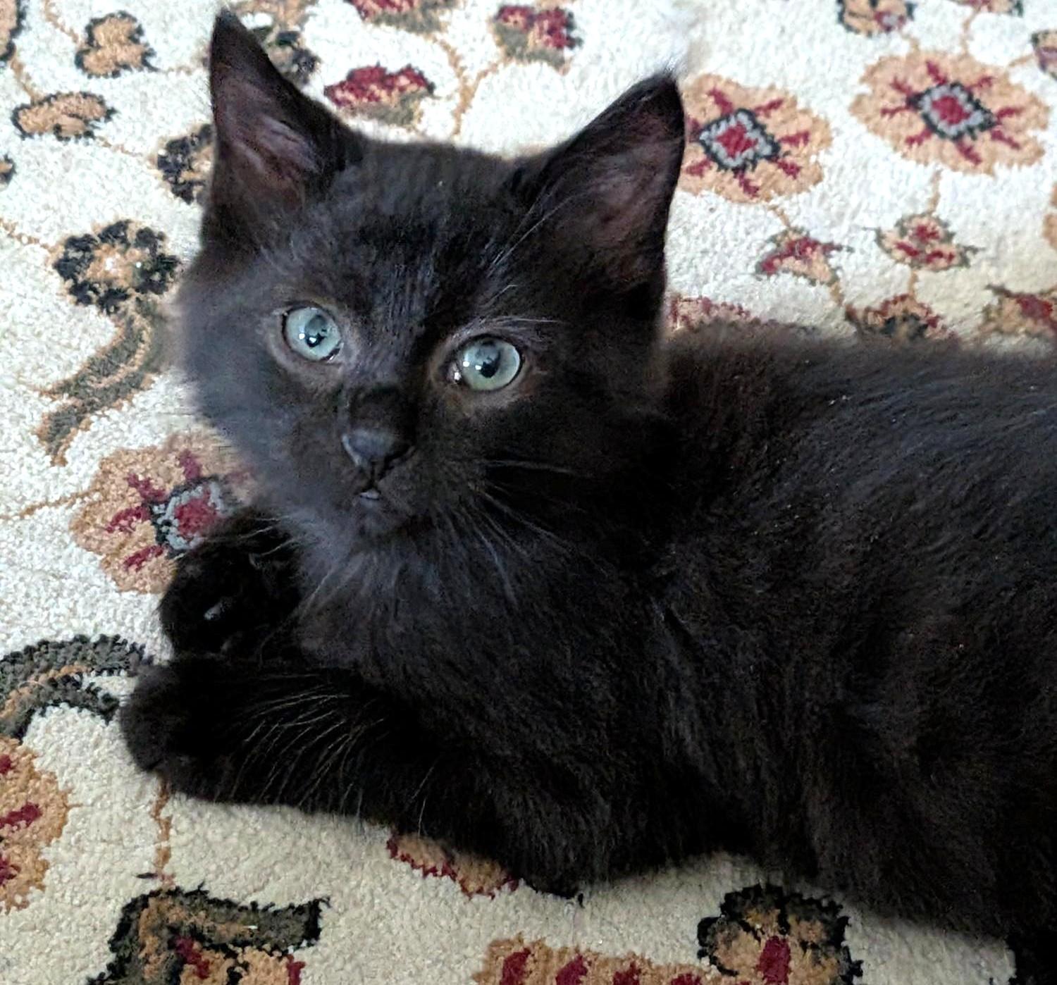 Enlarge Cinder and Coal, a Adoptable Domestic Medium Hair in Stoney Creek, ON image 4/6