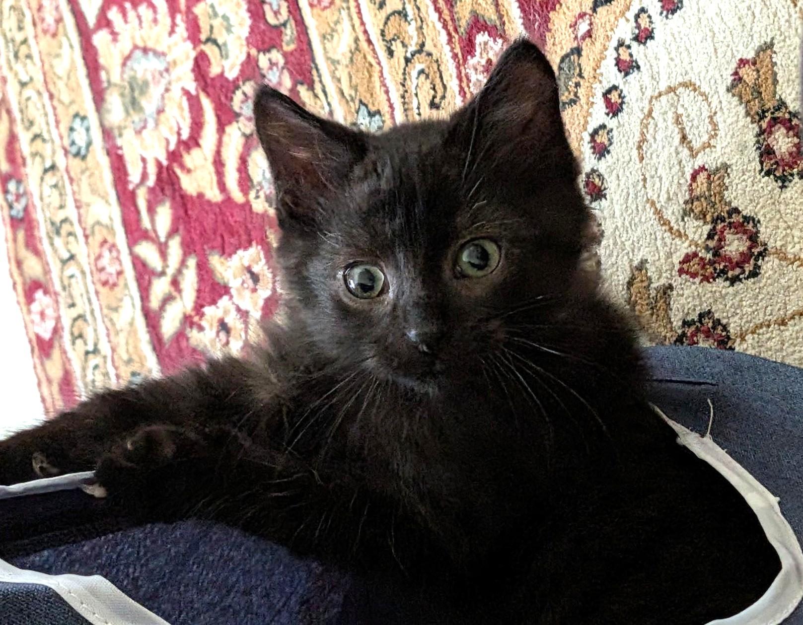 Enlarge Cinder and Coal, a Adoptable Domestic Medium Hair in Stoney Creek, ON image 2/6