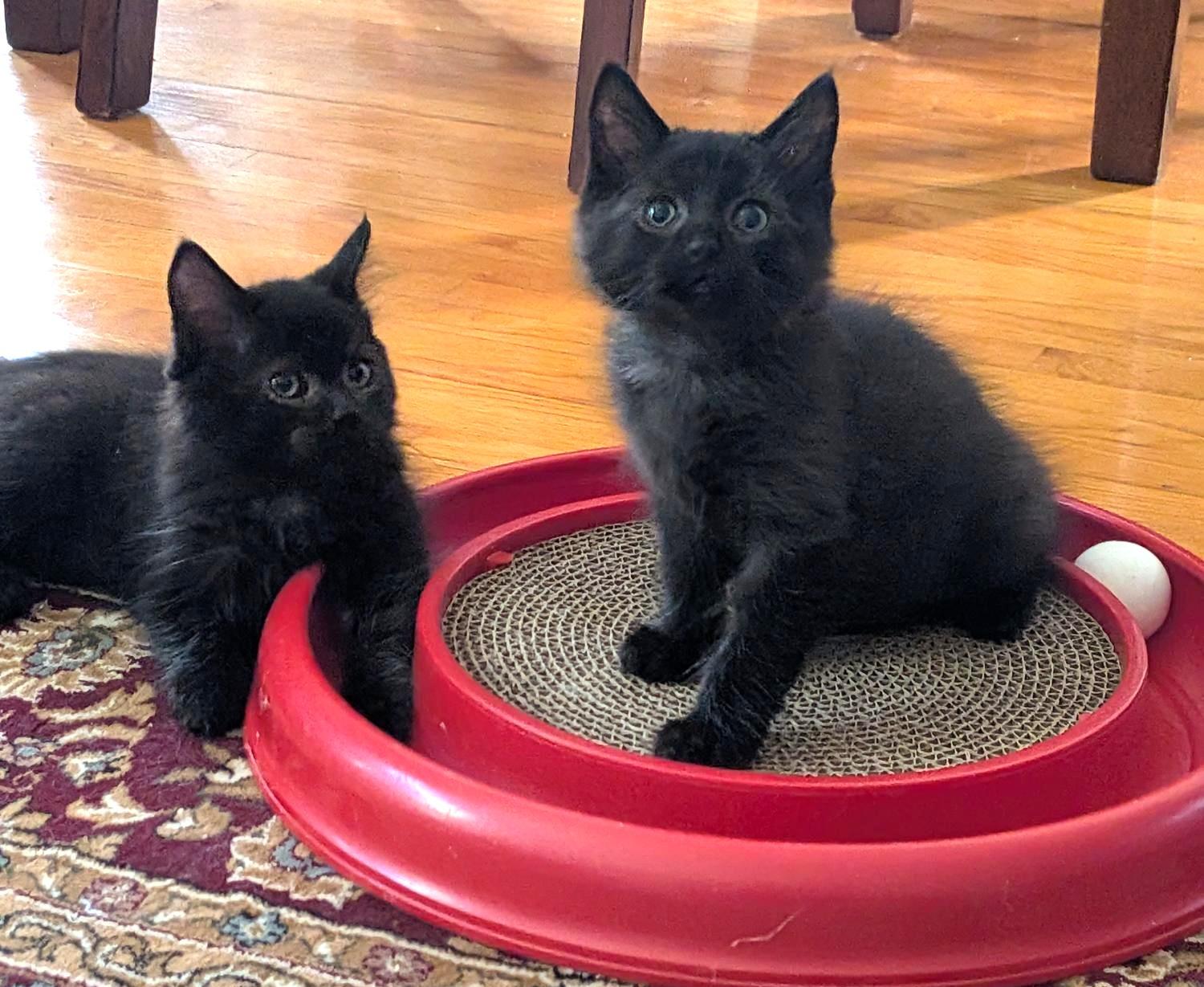 Cinder and Coal, Adoptable, Kitten Female Domestic Medium Hair.