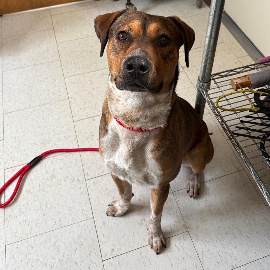 Enlarge Reuben, a Adoptable Mixed Breed in Columbiana, AL image 1/1