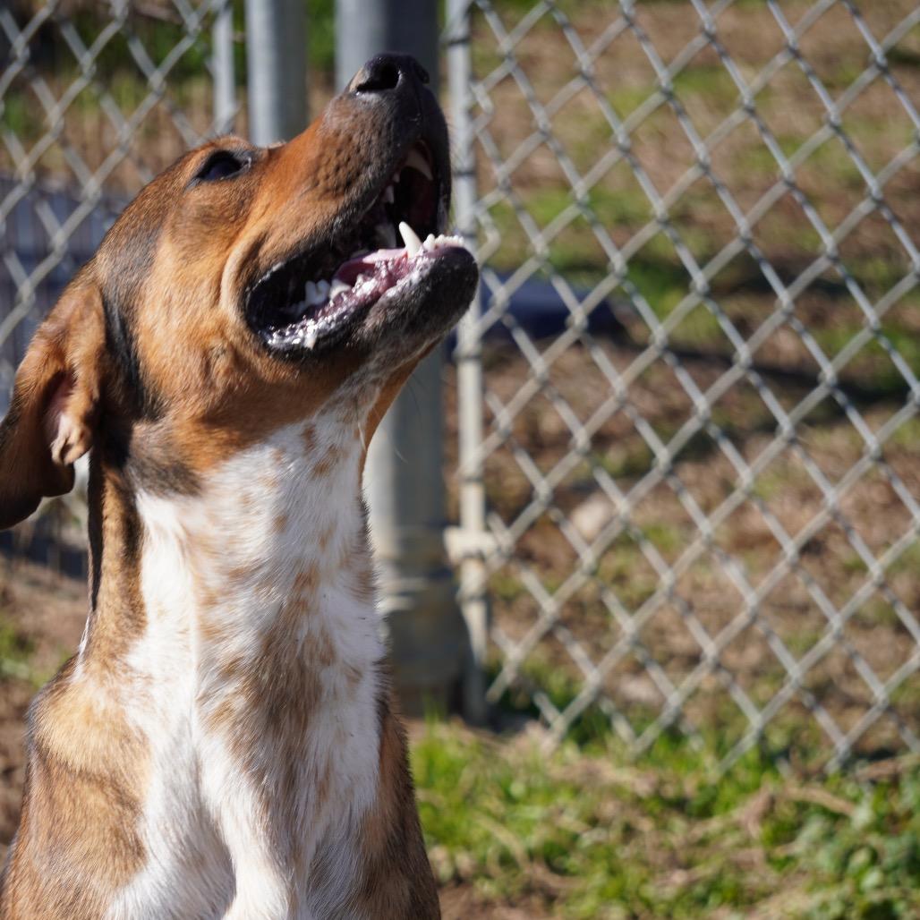 Enlarge Reuben (Adoption Fee Sponsored)(Weekend Warrior), a Adoptable Mixed Breed in Columbiana, AL image 2/5