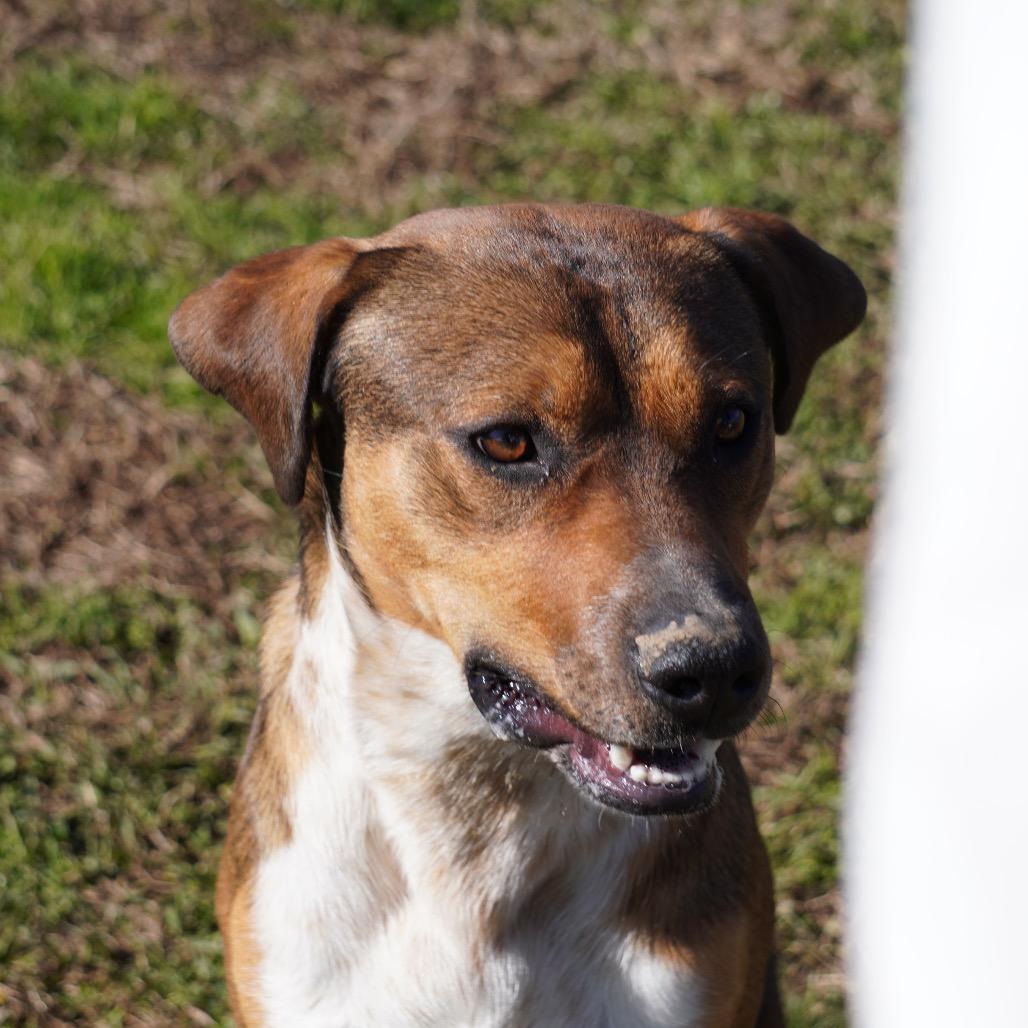 Enlarge Reuben (Adoption Fee Sponsored)(Weekend Warrior), a Adoptable Mixed Breed in Columbiana, AL image 3/5