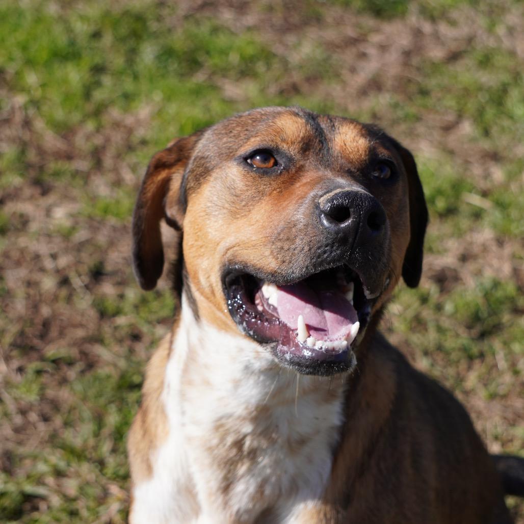 Enlarge Reuben (Adoption Fee Sponsored)(Weekend Warrior), a Adoptable Mixed Breed in Columbiana, AL image 4/5