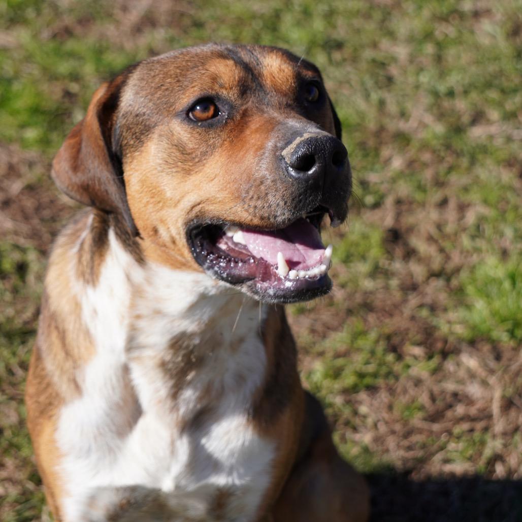 Enlarge Reuben (Adoption Fee Sponsored)(Weekend Warrior), a Adoptable Mixed Breed in Columbiana, AL image 5/5