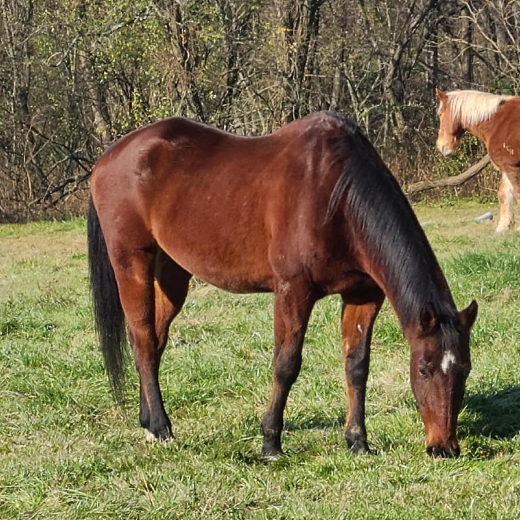 Gumby, Adoptable, Senior Male Quarterhorse.