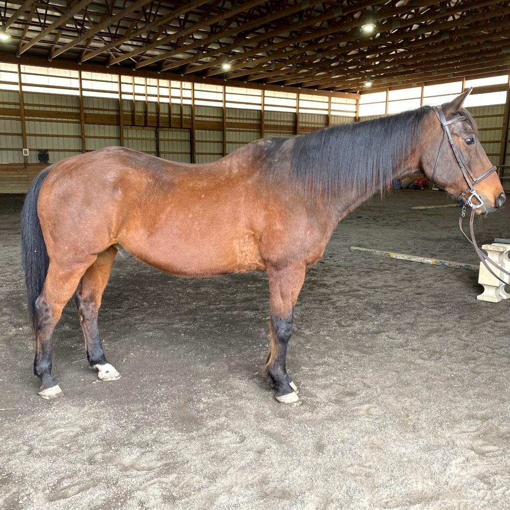 Enlarge Gumby, a Adoptable Quarterhorse in Quakertown, PA image 2/6