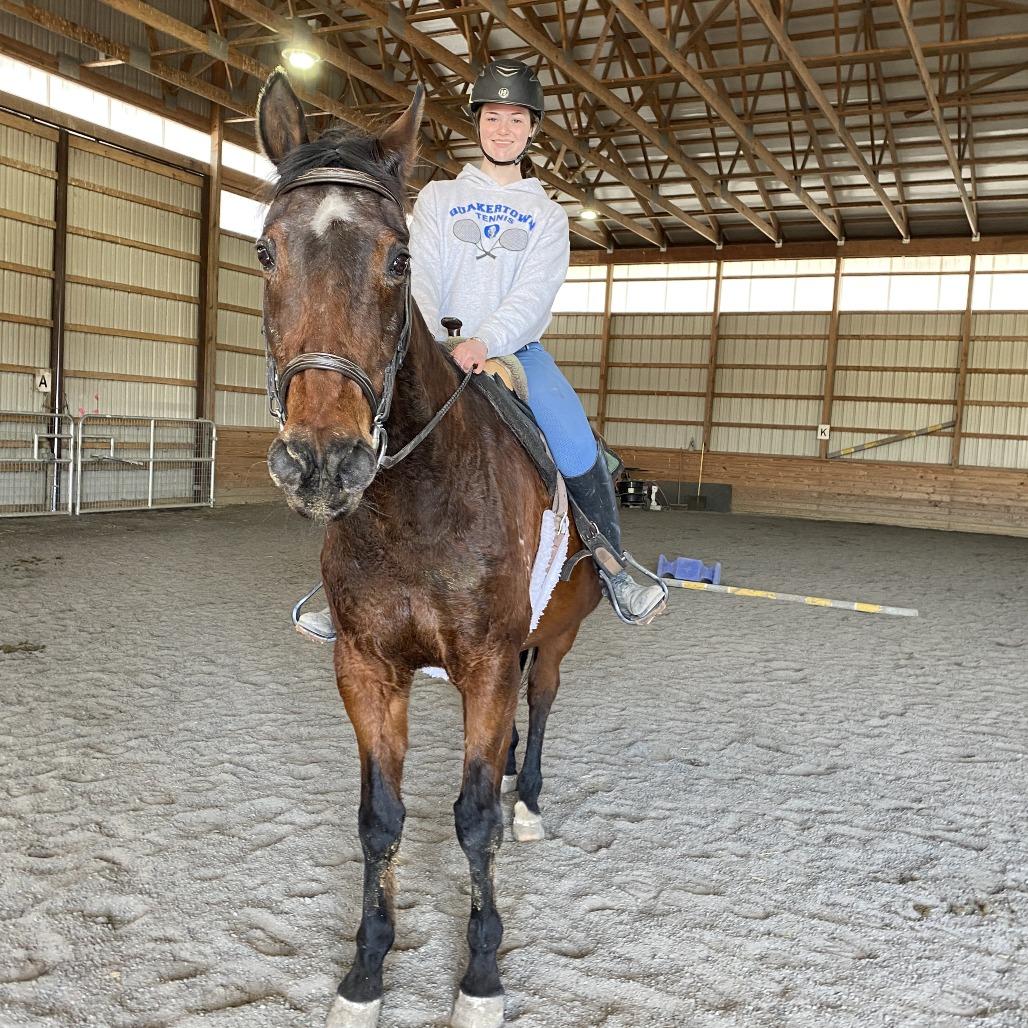 Enlarge Gumby, a Adoptable Quarterhorse in Quakertown, PA image 3/6