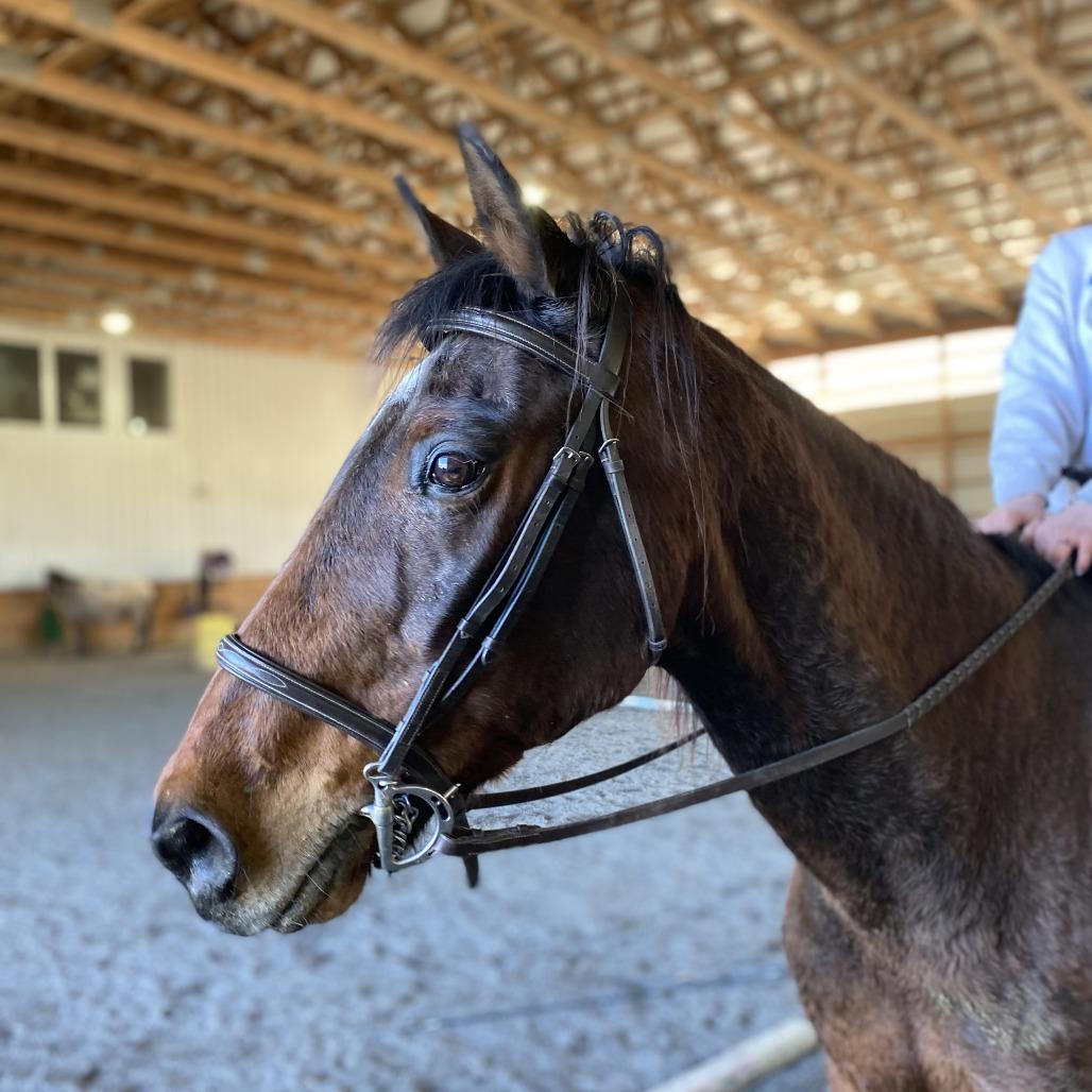 Enlarge Gumby, a Adoptable Quarterhorse in Quakertown, PA image 5/6