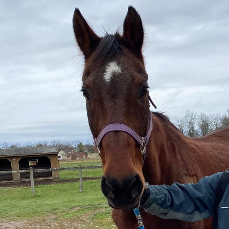 Gumby, a Adoptable Quarterhorse in Quakertown, PA image 2/2