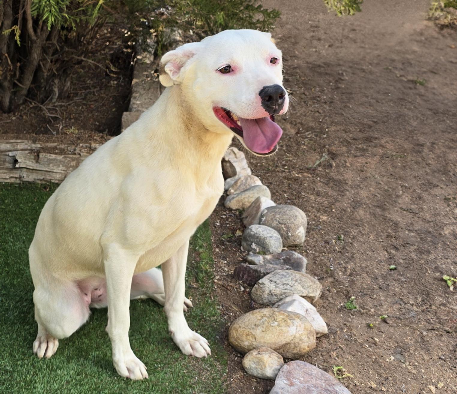 Tender Ms Tacoma - PERFECT Adventure Partner, a Adoptable American Staffordshire Terrier in Albuquerque, NM image 2/2