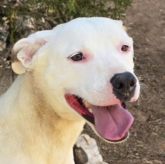 Tender Ms Tacoma - PERFECT Adventure Partner, a Adoptable American Staffordshire Terrier in Albuquerque, NM image 1/2