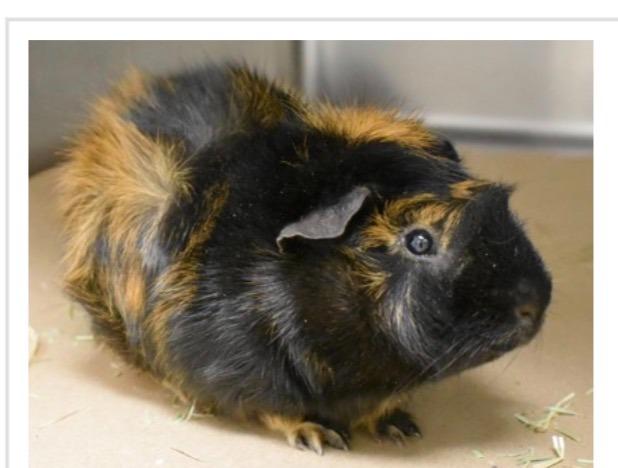 Buddy, Adopted, Young Male Guinea Pig.