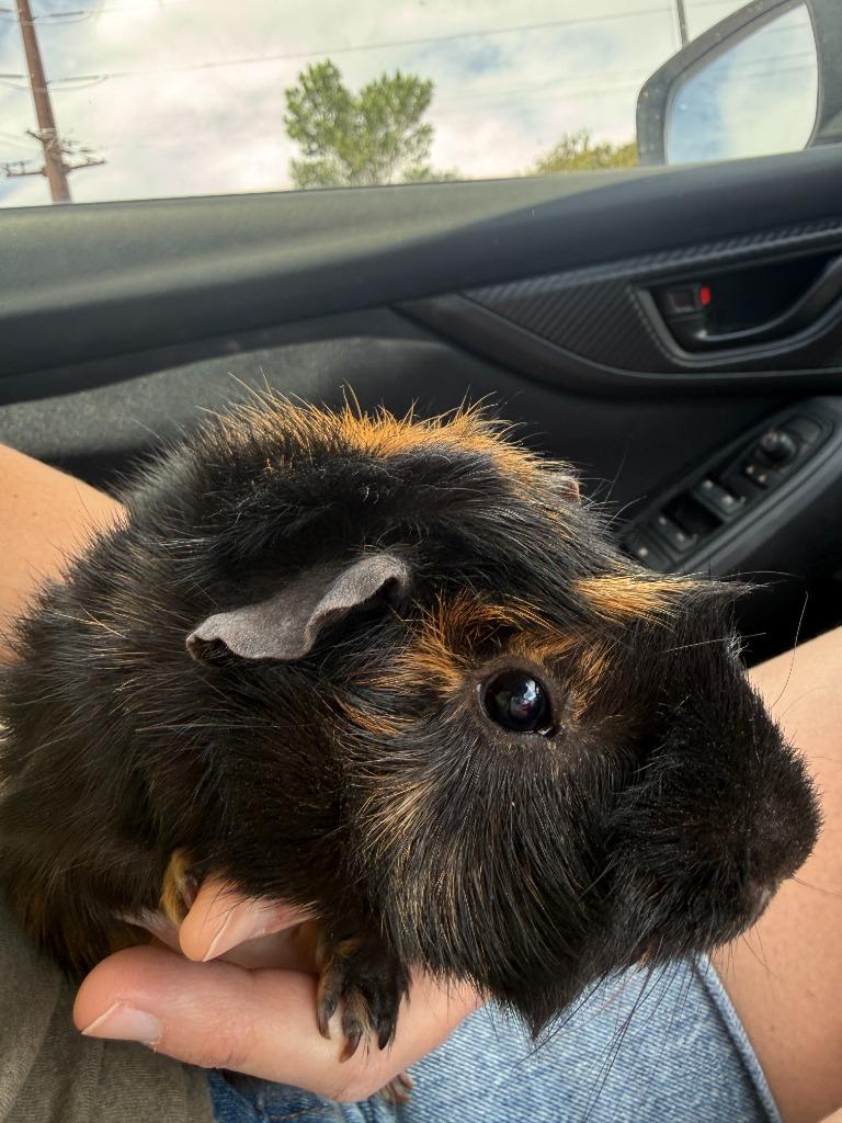 Buddy, a Adopted Guinea Pig in Eagle Mountain, UT image 2/2