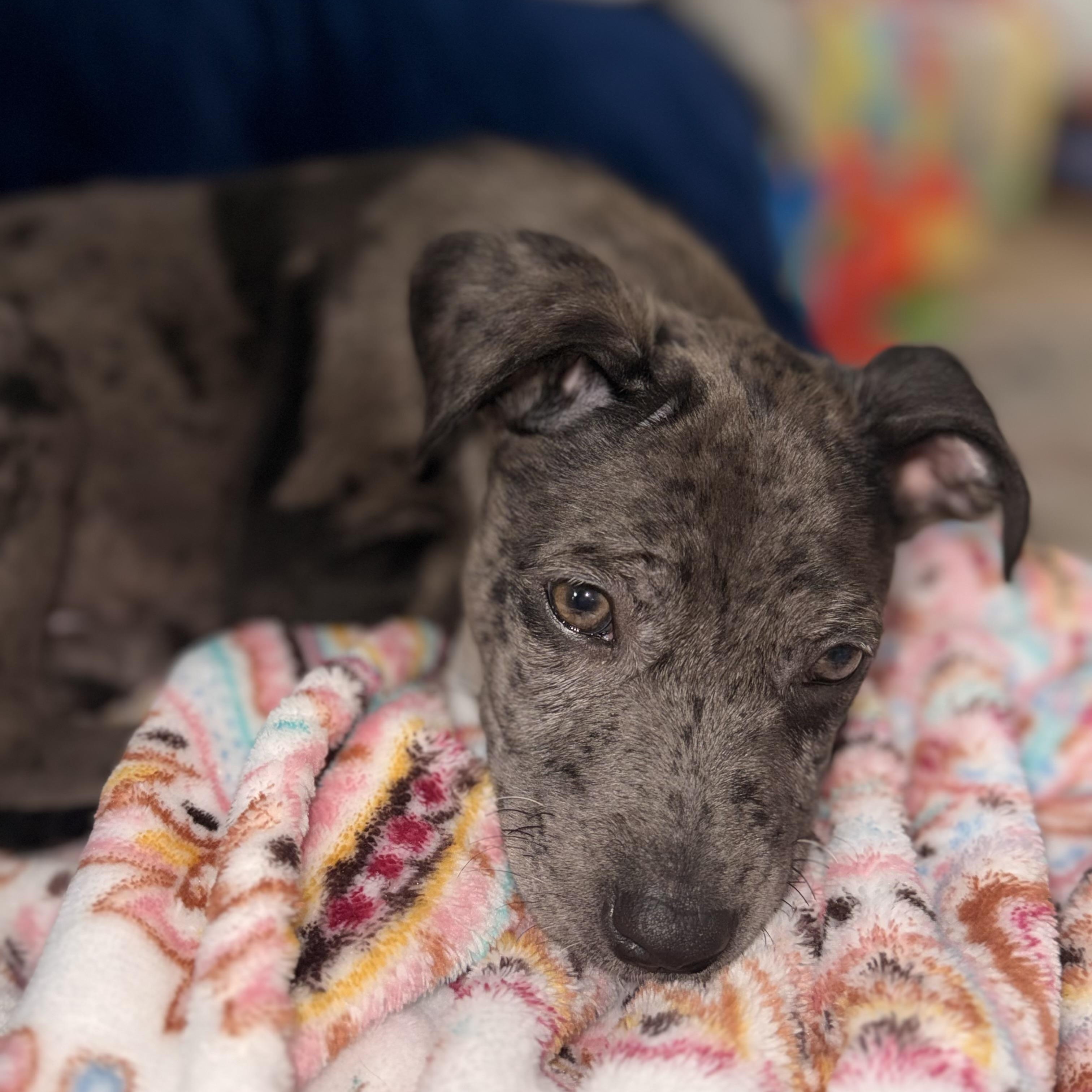 Enlarge Joey, a Adopted mixed breed in houston, TX image 2/5