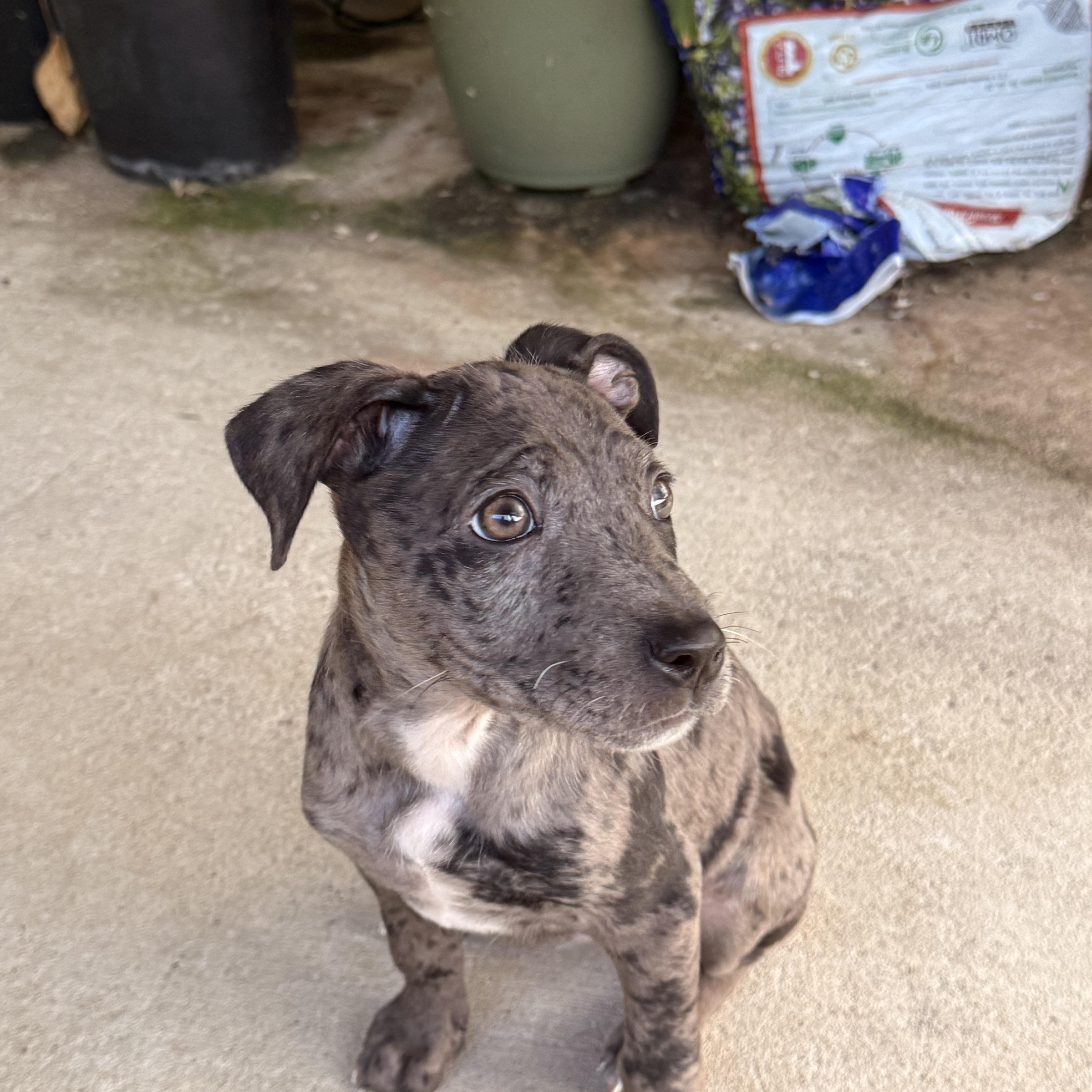 Enlarge Joey, a Adopted mixed breed in houston, TX image 3/5