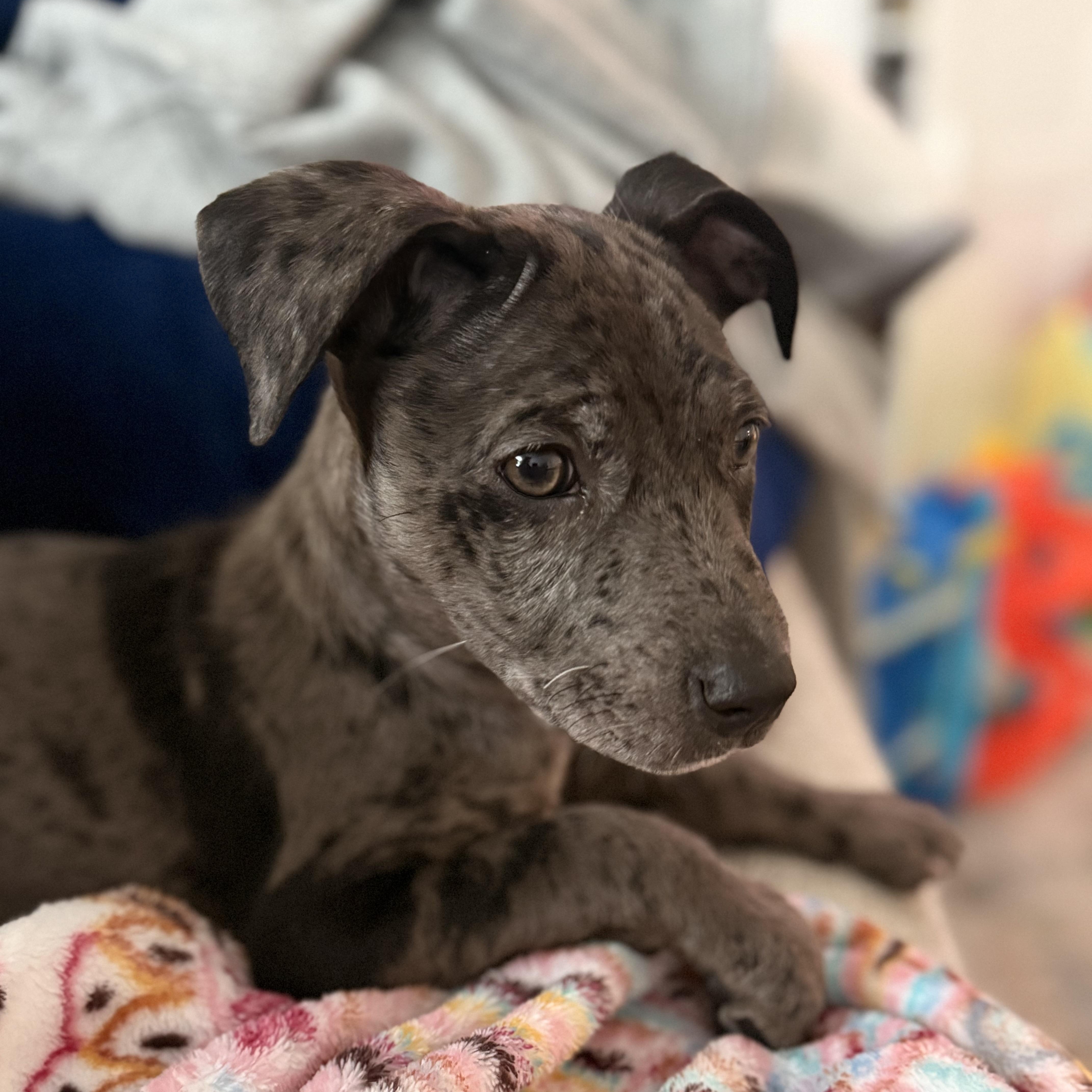 Enlarge Joey, a Adopted mixed breed in houston, TX image 4/5