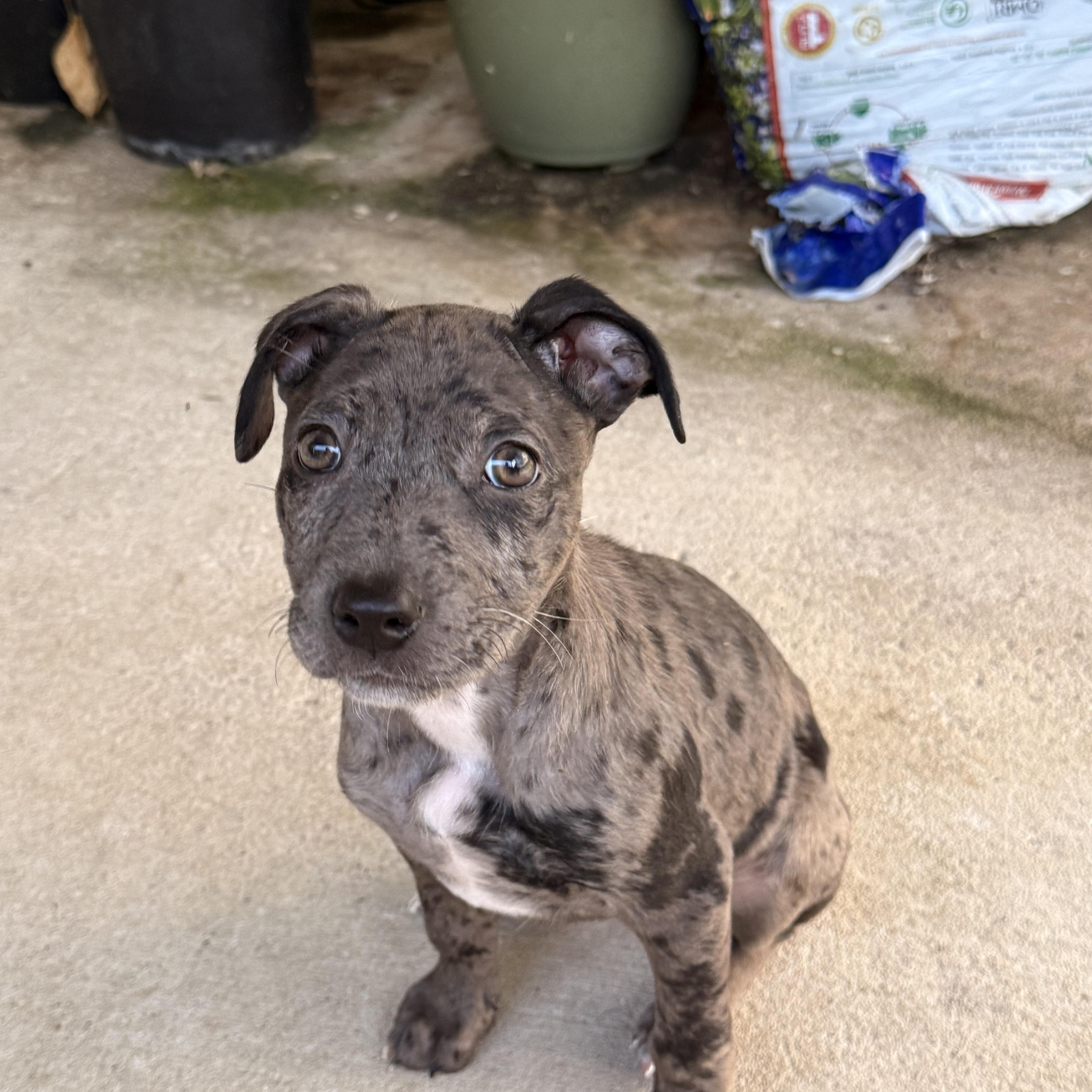 Enlarge Joey, a Adopted mixed breed in houston, TX image 1/5